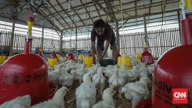 Harga Jatuh, Peternak Tuding Data Ayam Kementan Meleset