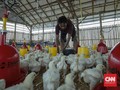 Menko Darmin Pastikan Impor Jagung 30 Ribu Ton Februari 2019