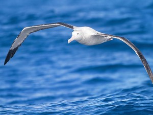 Berapa Usia Maksimal Burung Bisa Hidup? Ini Rekornya