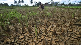 Melawan Ganas Musim Kemarau