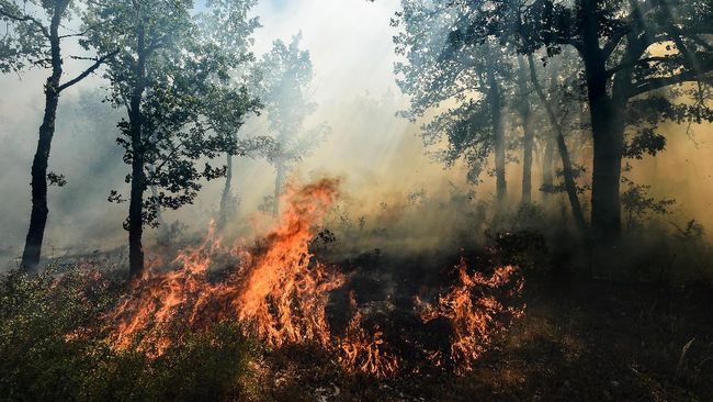 Titik Api Kebakaran  Hutan  di  Kalbar Meluas