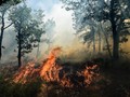 Kebakaran Hutan, Perancis Minta Bantuan Internasional