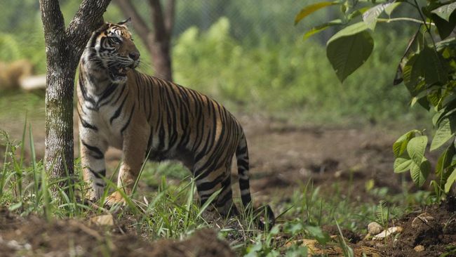 Warga Muara Enim Tewas Diterkam Harimau Saat Mandi di Sungai