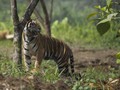 Walhi: Ekspansi Tambang Penyebab Harimau Serang Warga