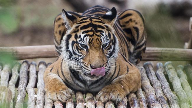 Gambar Hewan Langka Harimau Sumatera Gambar Hewan