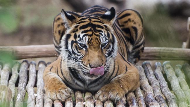 Download 65 Koleksi Gambar Harimau Keren Gratis HD