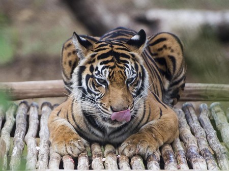 Image result for Gubernur Sumsel Minta Serangan Harimau Tak Dibesar-besarkan