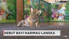 Debut Bayi Harimau Langka