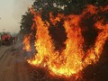 Potensi Karhutla Meningkat, Lima Provinsi Siaga Darurat