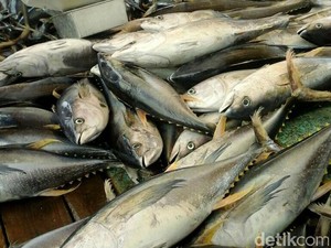 Ikan-ikan Ini Bisa Mengandung Merkuri Rendah hingga Tinggi, Jeli Memilih Ya!