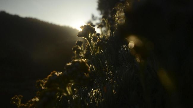 Gambar Bunga Edelweis Di Bromo - Gambar Bunga