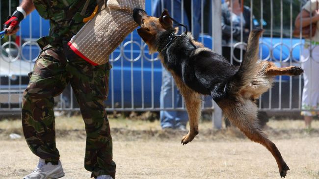 Lima Hal Yang Harus Dilakukan Saat Diserang Anjing