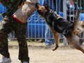 Lima Hal yang Harus Dilakukan Saat Diserang Anjing