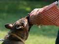 Pertolongan Pertama Saat Digigit Anjing