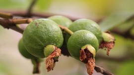 5 Manfaat Jambu Biji untuk Bayi