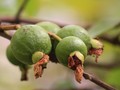 5 Manfaat Jambu Biji untuk Bayi