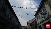 Sekelompok burung merpati yang bertengger di kabel listrik membentuk komposisi garis dan susunan bangunan tua menjadi bingkainya.