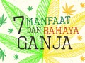 Tujuh Manfaat dan Bahaya Ganja