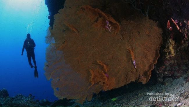 Festival Pesona Bunaken 2017 Akan Hebohkan Manado