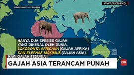 Gajah Asia Terancam Punah