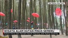 Wisata Hutan Pinus Semeru Jadi Perbincangan Media Sosial