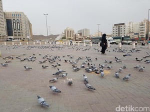 Fakta Unik Merpati di Saudi: Asal Usulnya hingga Tak Pernah Kotori Kabah