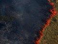 Yang Bisa Dilakukan untuk Selamatkan Hutan Amazon