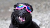 Bahkan anjing pun diberi kacamata pengaman agar bisa ikut menyaksikan momen langka ini dengan aman. Alhasil, Madison pun sukses menyaksikan gerhana ini kemarin dari Nashville, Tennessee.