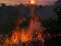 Kebakaran Parah Hutan Amazon Bisa Terlihat dari Luar Angkasa