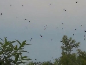 5 Hujan Paling Ekstrem di Dunia, Ada Hujan Darah hingga Laba-laba