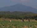 Reforma Agraria Jokowi-JK Dianggap Belum Jamin Kesejahteraan