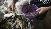 Bangkok, Thailand sudah tak asing lagi dengan berbagai makanan aneh dan uniknya. Salah satu yang tergolong unik adalah aneka olahan serangga. (AFP PHOTO / Lillian SUWANRUMPHA).