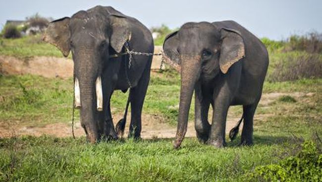 Lampung Timur Punya Atraksi Wisata Kamping Bareng Gajah