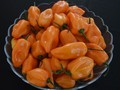 Honey Zepper, Cabai Habanero dengan Rasa Melon