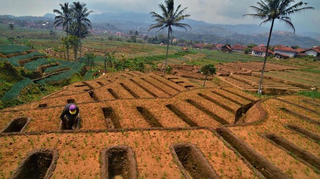 BI Ramal Inflasi Oktober 0,03 Persen Ditopang Panen Gadu
