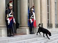 Nemo, Anjing 'Nomor Satu' Perancis Teman Baru Macron