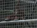 Menjenguk Orangutan di Pedalaman Ketapang