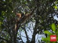 Wisatawan Diminta Batasi Interaksi dengan Orangutan