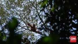 Mengasuh Orangutan, Melestarikan Masa Depan