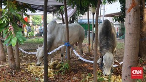 Strategi Siapkan Dana Kurban saat Lebaran Haji