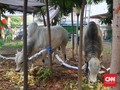 Strategi Siapkan Dana Kurban saat Lebaran Haji