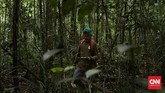 Pembabatan hutan untuk dijadikan lahan tanam kelapa sawit membuat rumah orangutan ikut tergusur. PT Kayung Agro Lestari (KAL) mencoba “berlaku adil” dengan memberikan lahannya sebagai hutan konservasi orangutan.