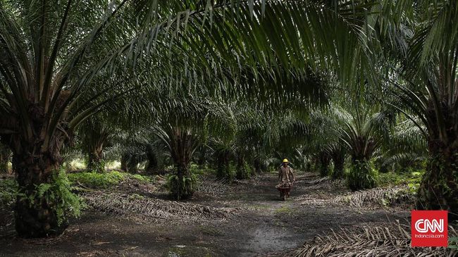 GAPKI Yakin Aturan Biodiesel Bikin Harga Sawit Naik US$50