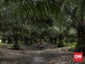 Perjalanan Panjang ke Kandang Asli Orangutan Kalimantan