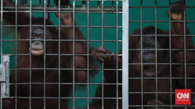 Berbagai Masalah Hidup Orangutan yang Perlu Dipahami Manusia