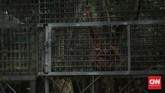 Bayi orangutan menjadi fokus penyelamatan, karena sering terlantar karena induknya diburu sampai mati. Mereka dilatih di “sekolah” oleh pengasuh hingga percaya diri dilepas di hutan liar.