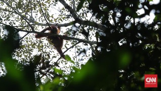 Taman Nasional Yang Jadi Rumah Orangutan