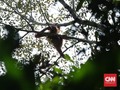 Butuh Rp16 Miliar Untuk Sediakan Habitat Alam Orangutan