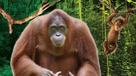 10 Fakta Menarik soal Orangutan