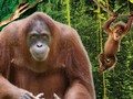 10 Fakta Menarik soal Orangutan